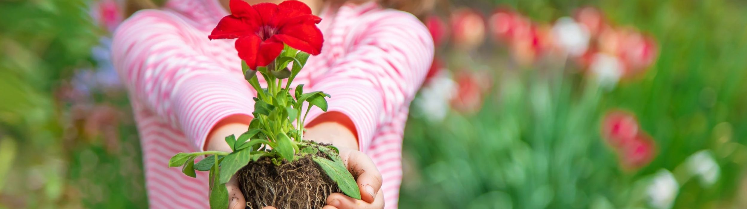 imgi_9_midsection-woman-holding-flower